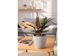 Lechuza Töpfe<® Pflanzgefäß Classico Color Ls 28 Ø 28 cm
