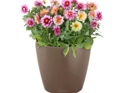 Lechuza Töpfe<® Pflanzgefäß Classico Color 35 Ø 35 cm
