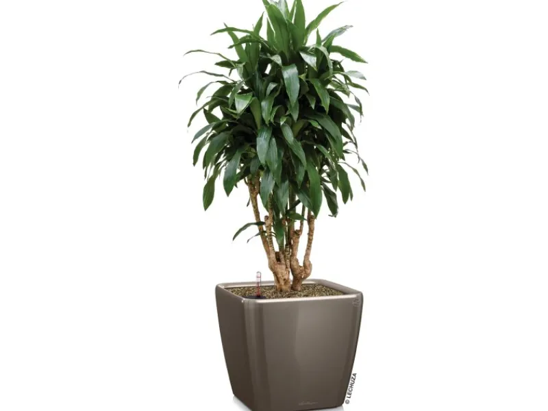 Lechuza Töpfe<® Pflanzgefäß Quadro Premium LS 35 cm x 35 cm x 33 cm hochglanz