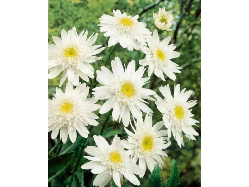 Leucanthemum X Superbum Margerite Christine Hagemann Ca 9x9 cm Topf