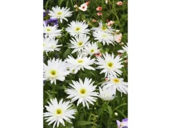 Leucanthemum X Superbum Margerite Christine Hagemann Ca 9x9 cm Topf