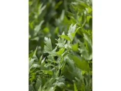 Levisticum Officinale Liebstöckel Ca. 9x9 cm Topf< Töpfe