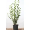 Töpfe<Ligustrum vulgare 'Atrovirens' 100-125 cm