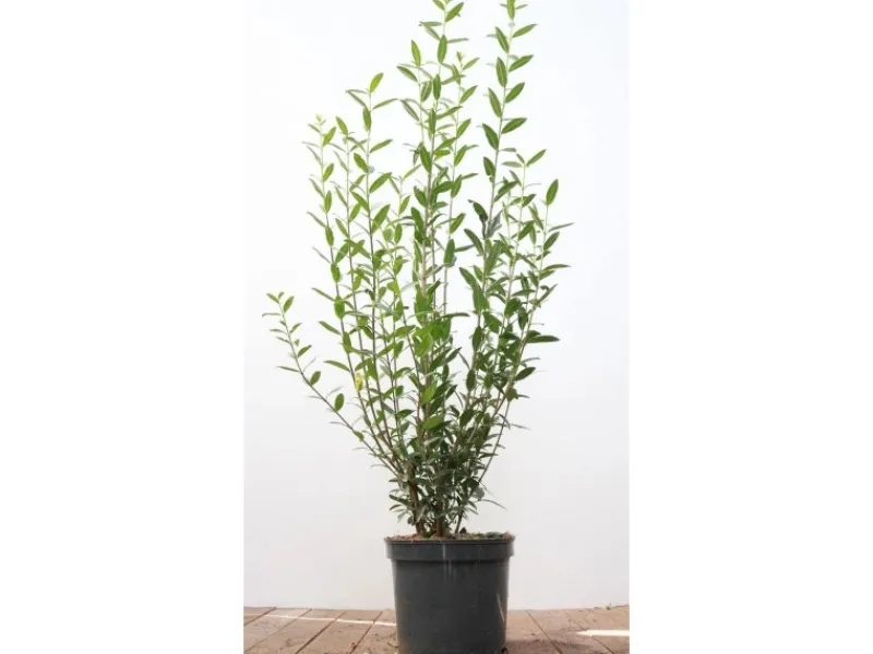Töpfe<Ligustrum vulgare 'Atrovirens' 100-125 cm