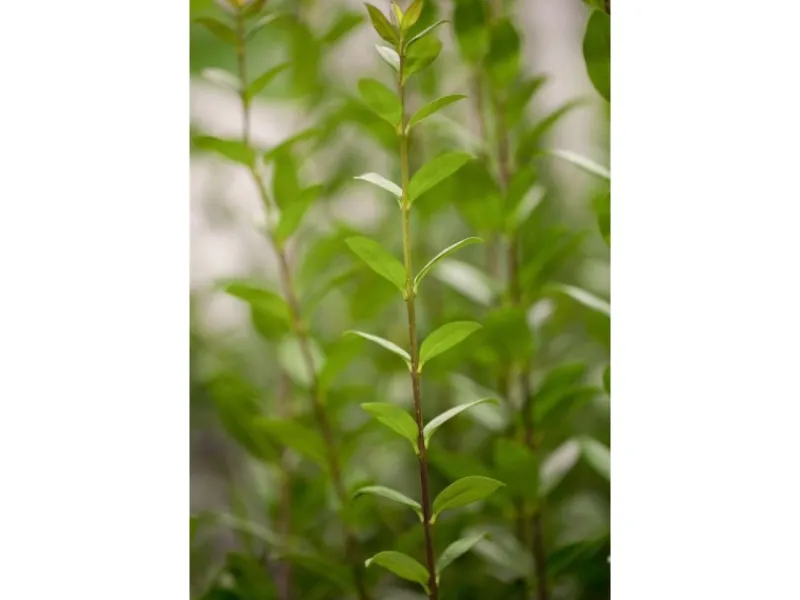 Töpfe<Ligustrum vulgare 'Atrovirens' 100-125 cm
