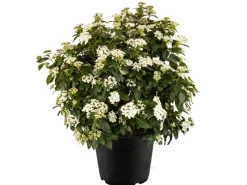 Töpfe<Lorbeer-Schneeball Weiß Höhe ca. 20 - 30 cm Topf ca. 1 l Viburnum tinus