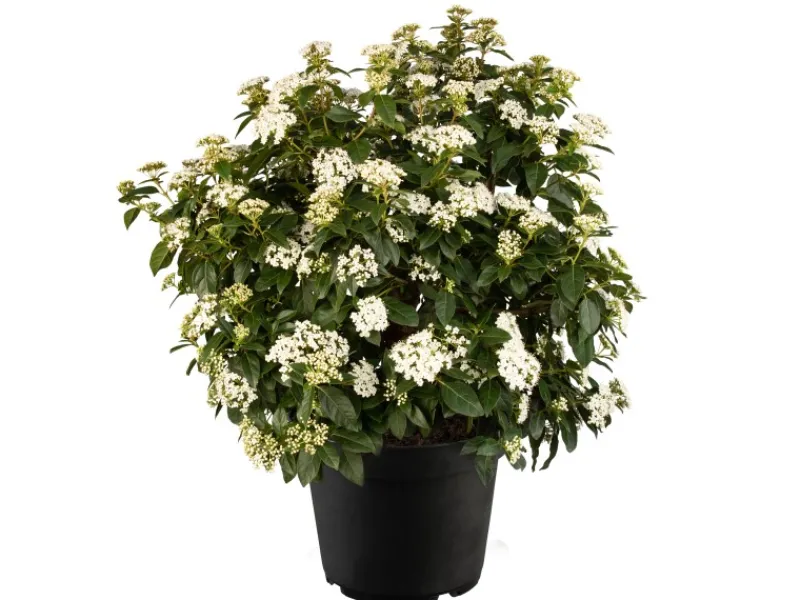 Töpfe<Lorbeer-Schneeball Weiß Höhe ca. 20 - 30 cm Topf ca. 1 l Viburnum tinus