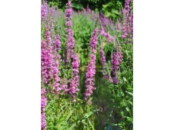 Töpfe<Lythrum Salicaria Blutweiderich Ca. 9x9 cm Topf