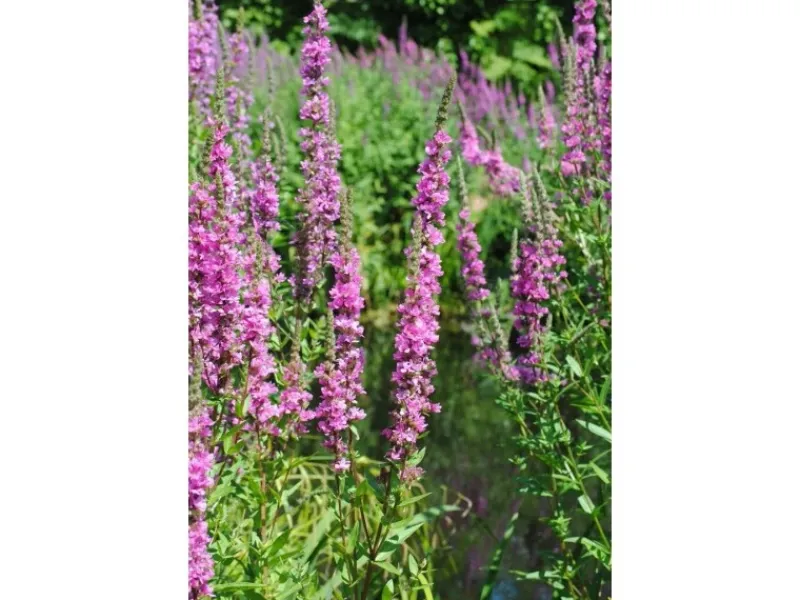 Töpfe<Lythrum Salicaria Blutweiderich Ca. 9x9 cm Topf