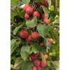 Töpfe<Malus Eleyi Zierapfel Rotblühend 60–100 cm
