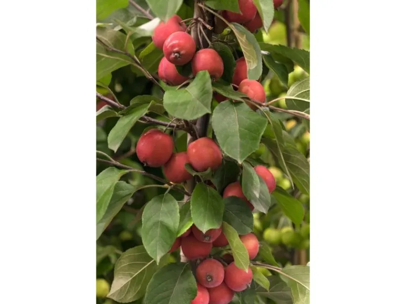 Töpfe<Malus Eleyi Zierapfel Rotblühend 60–100 cm