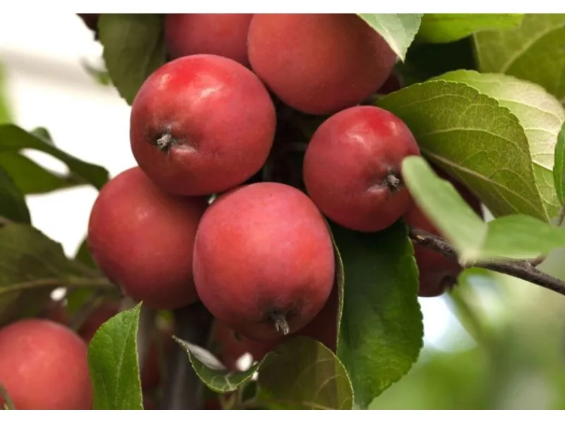 Töpfe<Malus Eleyi Zierapfel Rotblühend 60–100 cm
