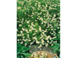 Matricaria Recutita Echte Kamille Ca. 9x9 cm Topf< Töpfe