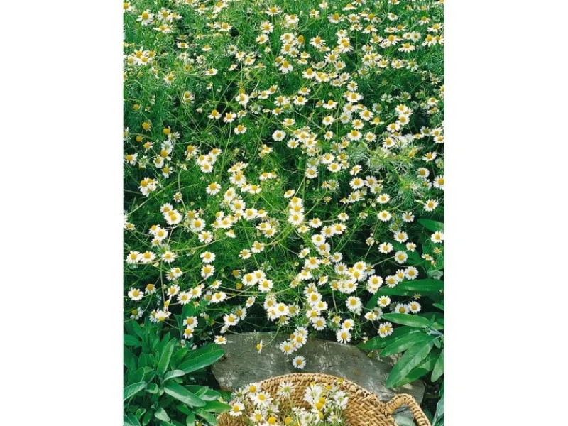 Matricaria Recutita Echte Kamille Ca. 9x9 cm Topf< Töpfe