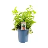 Melissa Officinalis Zitronenmelisse Ca. 11x11 cm Topf< Töpfe