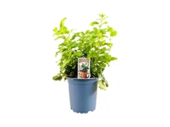 Melissa Officinalis Zitronenmelisse Ca. 11x11 cm Topf< Töpfe
