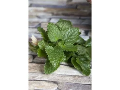 Melissa Officinalis Zitronenmelisse Ca. 11x11 cm Topf< Töpfe