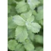 Mentha Sp. Mojito Minze Ca. 11x11 cm Topf< Töpfe