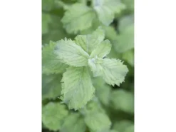 Mentha Sp. Mojito Minze Ca. 11x11 cm Topf< Töpfe