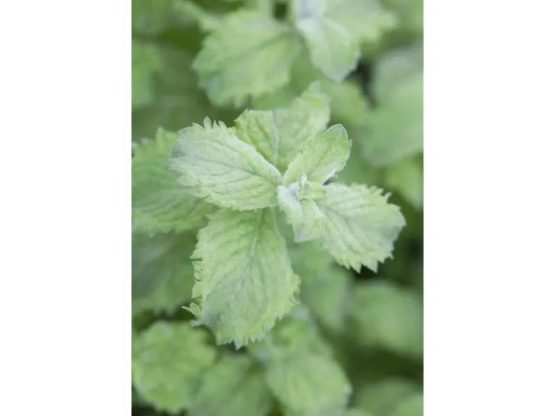 Mentha Sp. Mojito Minze Ca. 11x11 cm Topf< Töpfe