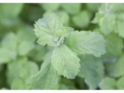 Mentha Sp. Mojito Minze Ca. 11x11 cm Topf< Töpfe