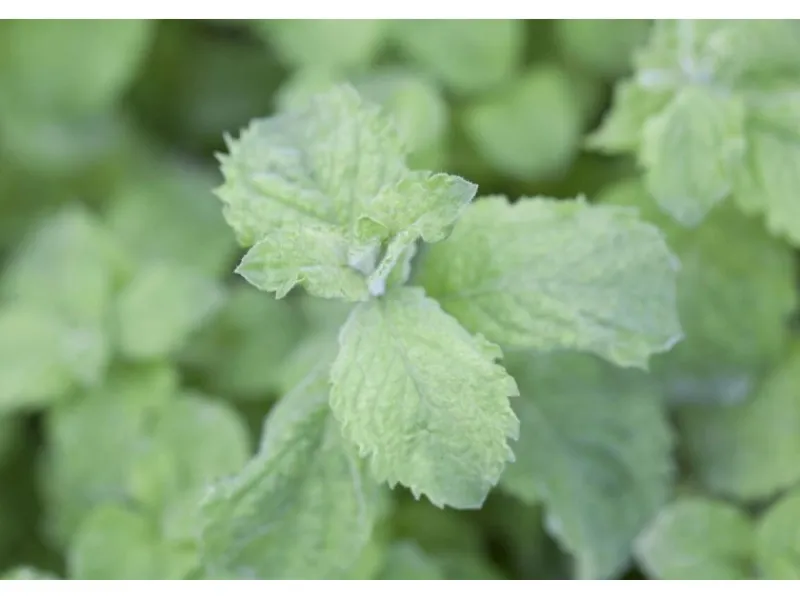 Mentha Sp. Mojito Minze Ca. 11x11 cm Topf< Töpfe