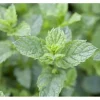 Clearance Mentha Spicata Maroccan Grüne Minze Ca. 9x9 cm Topf