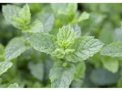 Clearance Mentha Spicata Maroccan Grüne Minze Ca. 9x9 cm Topf