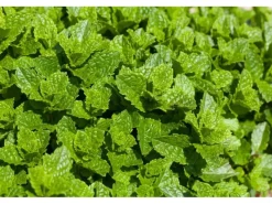 Clearance Mentha Spicata Maroccan Grüne Minze Ca. 9x9 cm Topf