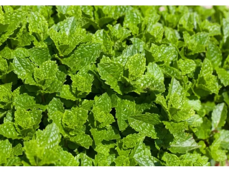 Clearance Mentha Spicata Maroccan Grüne Minze Ca. 9x9 cm Topf