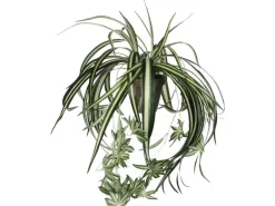 Outlet Mica Decorations Kunstpflanze Chlorophytum in Topf H 45 cm, Ø: 45 cm