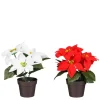 Mica Decorations Töpfe<Poinsettia In Topf 19 cm Rot-Weiß 2-fach Sortiert