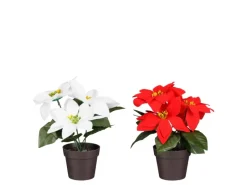 Mica Decorations Töpfe<Poinsettia In Topf 19 cm Rot-Weiß 2-fach Sortiert