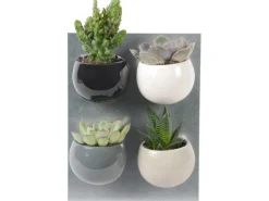Sale Mini-Sukkulente in rundem Magnettopf Topf-Ø ca. 6 cm