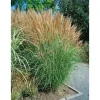 Miscanthus Sinensis Goliath Chinaschilf Ca. 11x11 cm Topf< Töpfe