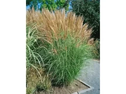 Miscanthus Sinensis Goliath Chinaschilf Ca. 11x11 cm Topf< Töpfe