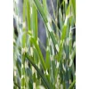 Clearance Miscanthus Sinensis Strictus Zebragras Ca. 11x11 cm Topf