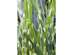 Clearance Miscanthus Sinensis Strictus Zebragras Ca. 11x11 cm Topf