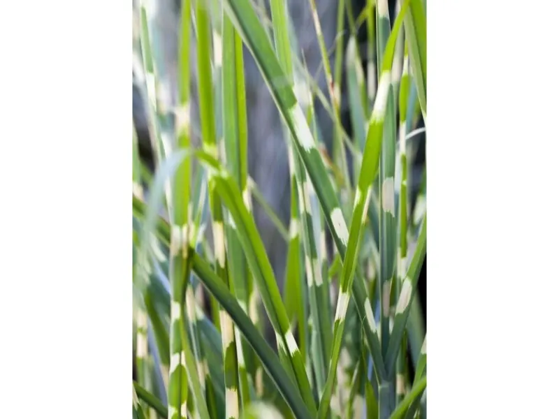 Clearance Miscanthus Sinensis Strictus Zebragras Ca. 11x11 cm Topf