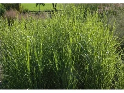 Clearance Miscanthus Sinensis Strictus Zebragras Ca. 11x11 cm Topf