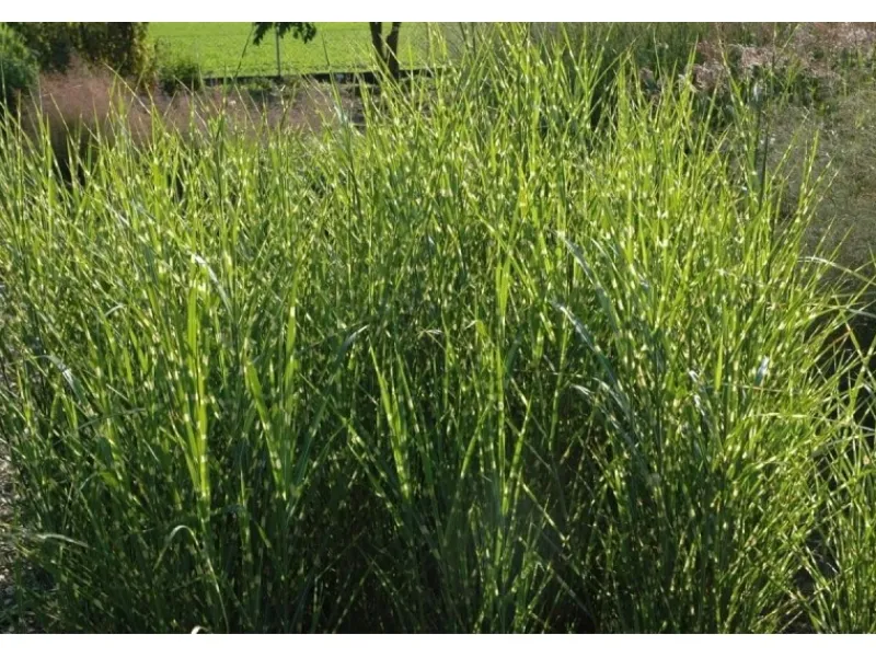 Clearance Miscanthus Sinensis Strictus Zebragras Ca. 11x11 cm Topf