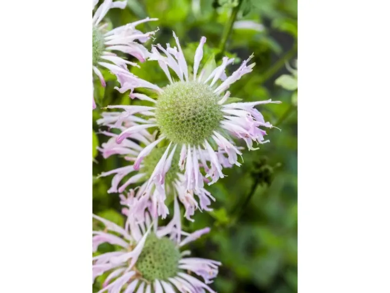 Töpfe<Monarda Fistulosa Fishes Wilde Bergamotte Ca. 9x9 cm Topf