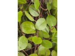 Muehlenbeckia Axillaris Kriechende Schönfrucht Ca. 9x9 cm Topf< Töpfe