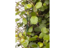Muehlenbeckia Axillaris Kriechende Schönfrucht Ca. 9x9 cm Topf< Töpfe