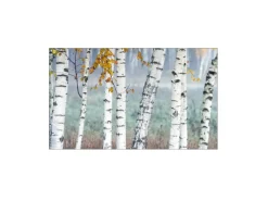MySpotti Küchenrückwand Profix Cucina Birkenwald 100 x 60 cm Birke-Weiß< Küchenrückwände