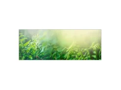 Hot MySpotti Küchenrückwand Profix Cucina Farn 160 x 60 cm Farngrün