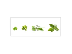 Küchenrückwände<MySpotti Küchenrückwand Profix Cucina Kräuter 160 x 60 cm Minzgrün