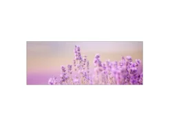 Küchenrückwände<MySpotti Küchenrückwand Profix Cucina Lavendelfeld 160 x 60 cm Lila