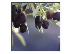 MySpotti Küchenrückwand Profix Cucina Olivenbaum 210 x 60 cm Violettfarben< Küchenrückwände