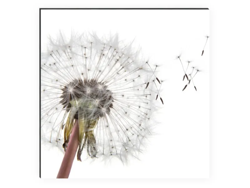 MySpotti Küchenrückwand Profix Cucina Dandelion 160 x 60 cm Weiß-Schwarz< Küchenrückwände